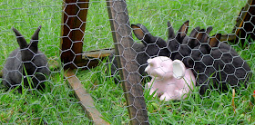 Raising grass fed meat rabbits, urban farming