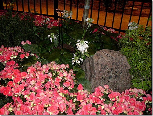 HGShow_Begonias_MaryPoppins