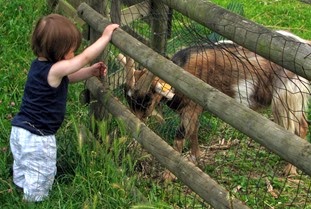 At the farm 08