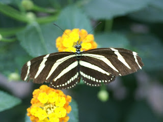 Heliconius charithonia