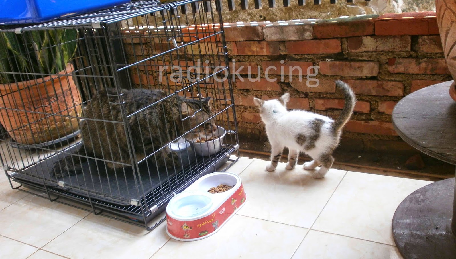 Pertanyaan Pertanyaan Seputar Memandikan Kucing Di Rumah