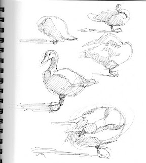 five sketches of preening geese