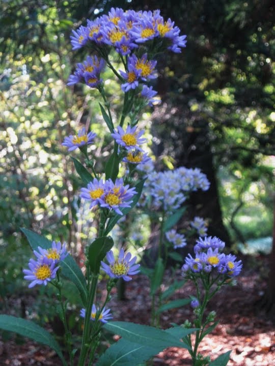 aster tongolensis wartburg star