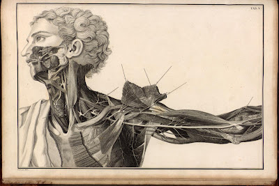 A medical drawing by Faustino Anderloni