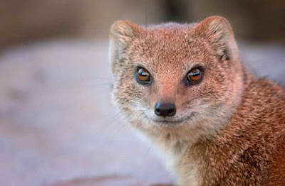 नेवले से जुड़े 31 रोचक तथ्य | 31 Interesting Facts About Mongoose In Hindi