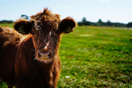 cutest cow breeds