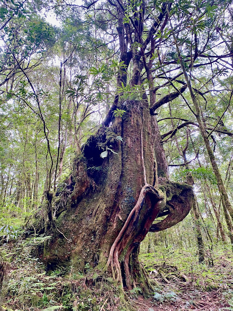 巴福越嶺古道