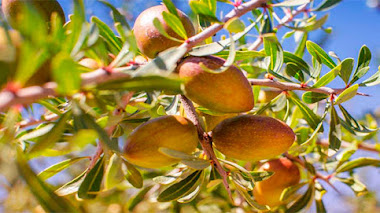 ACEITE DE ARGÁN