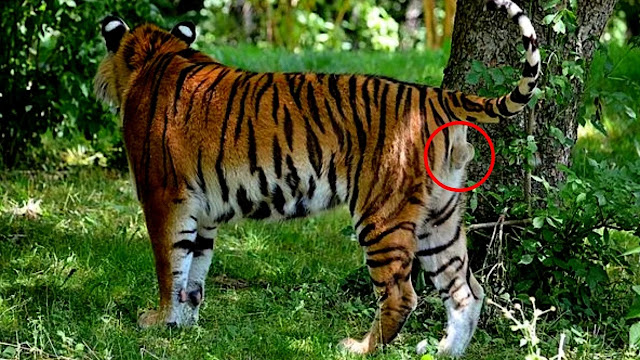 gambar macan / harimau jantan