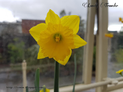 Narcissus, Daffodil