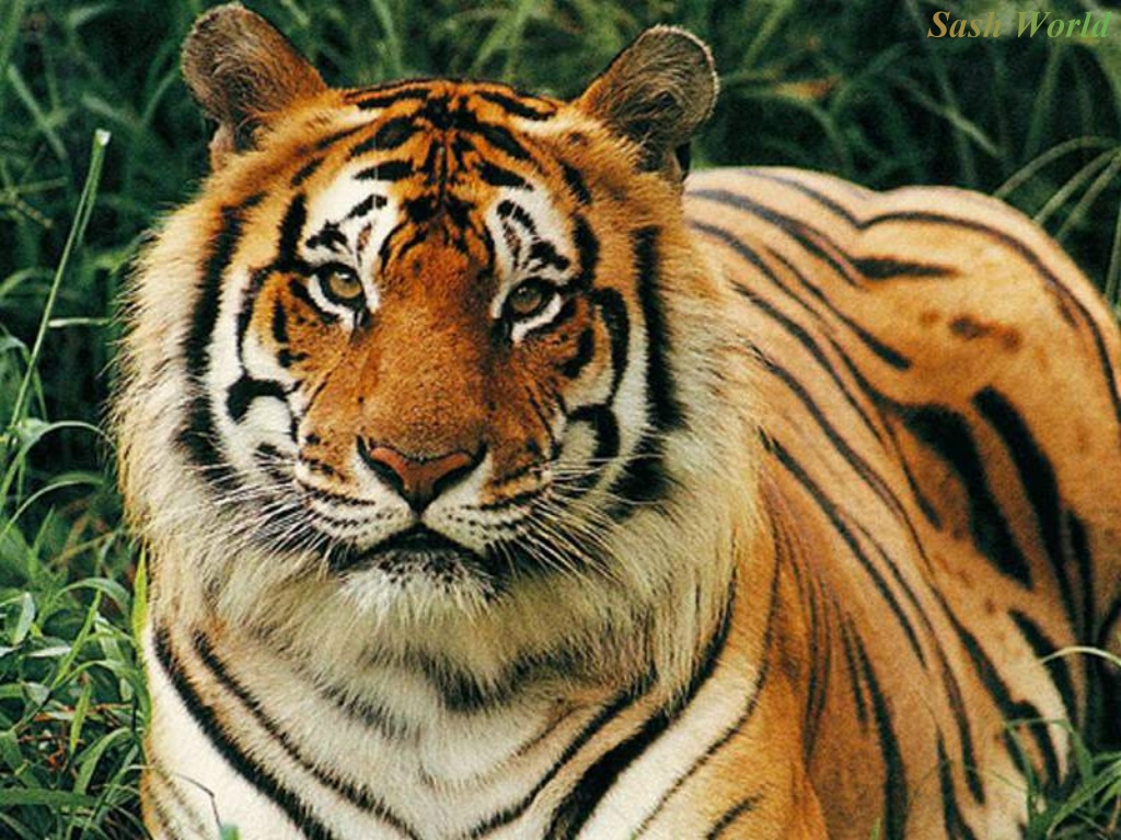 Kinds Of Wallpapers Animal Wallpaper Tiger