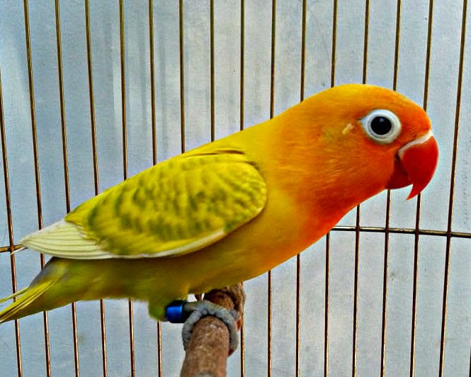 Lovebird Kepala Emas dan Blorok masih jadi Primadona Tahun 