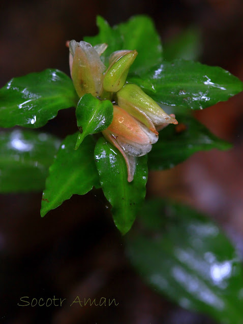 Goodyera foliosa