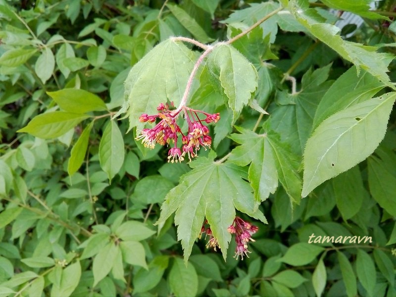 Клён ложнозибольдов (Acer pseudosieboldianum)