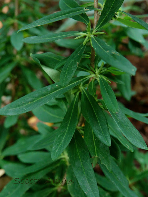 Daphne pseudomezereum