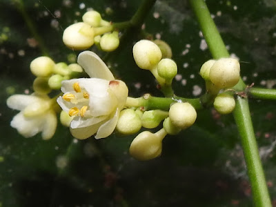 山香圓的花