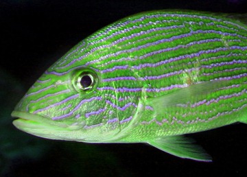 GREEN_FISH_928