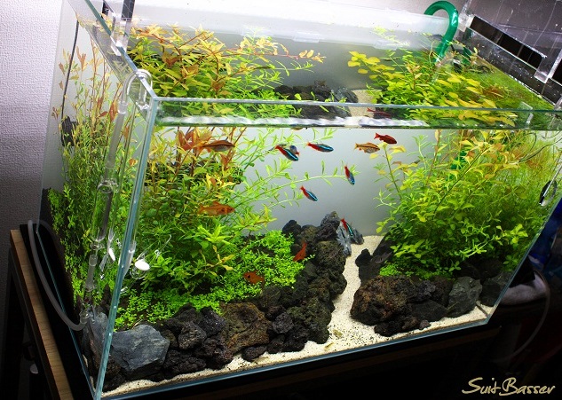 侘び草レイアウト14日目です Nature Aquarium Fan