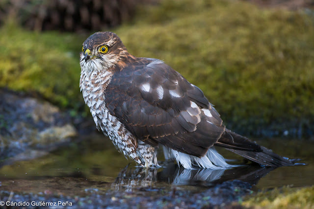 GAVILAN COMUN - Accipiter Nisus