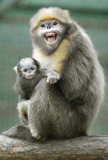 Cute Baby Monkey pictures - Smiling Monkey Pictures