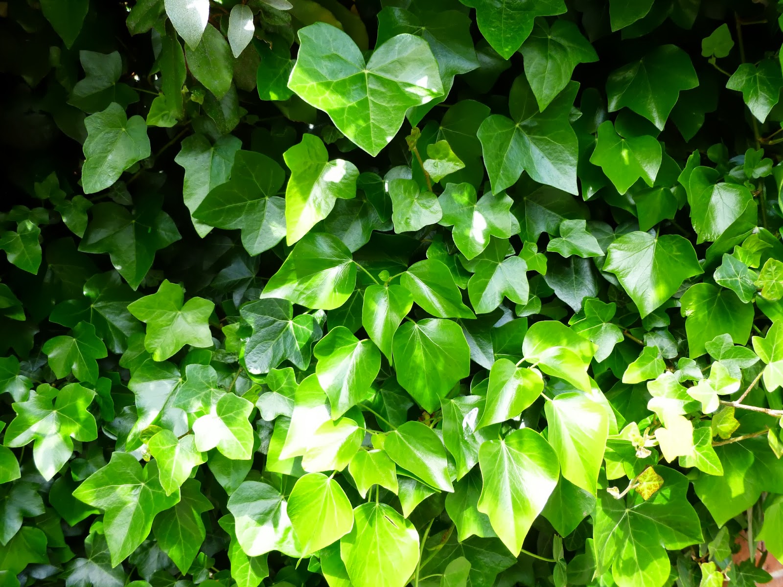 Ivy-covered wall, Sackville Road.