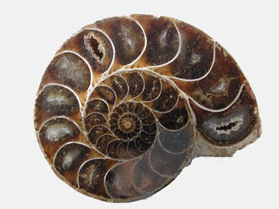 Fossils Ammnonite