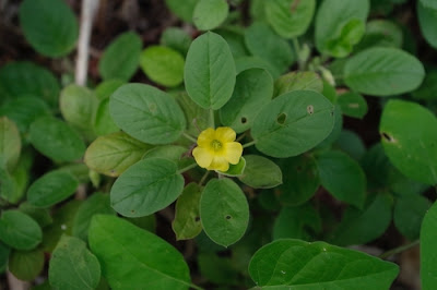 Кислица дихондролистная (Oxalis dichondrifolia)