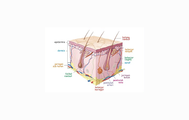 Pengertian Kulit, Struktur Kulit, Fungsi Kulit