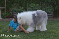 Shannon Hager Photography, Old English Sheepdog, Snowdowne