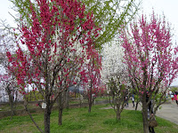 大阪城桃園（Peach Grove）