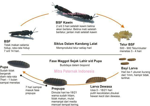 Siklus hidup maggot