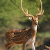 Sri Lankan Chital Deer