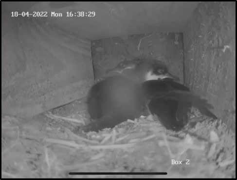 A black and white photo taken from a burrow camera video in an artificial burrow. Two Manx shearwaters are in the breeding chamber, the head of the left hand bird resting on the back of the right hand bird.