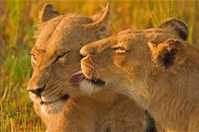 the lion predator in love - we are fierce but we have heart