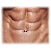 Six Pack Abs Png For men Transparent PNG