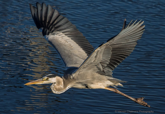 Grey Heron in Flight - Woodbridge Island / Cape Town