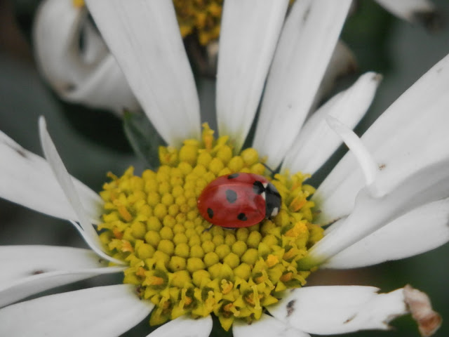 Diary of a suburban edible garden, October 2017. By UK garden blogger secondhandsusie.blogspot.com #gardenblogger #suburbangarden #permaculturegarden #organicgarden