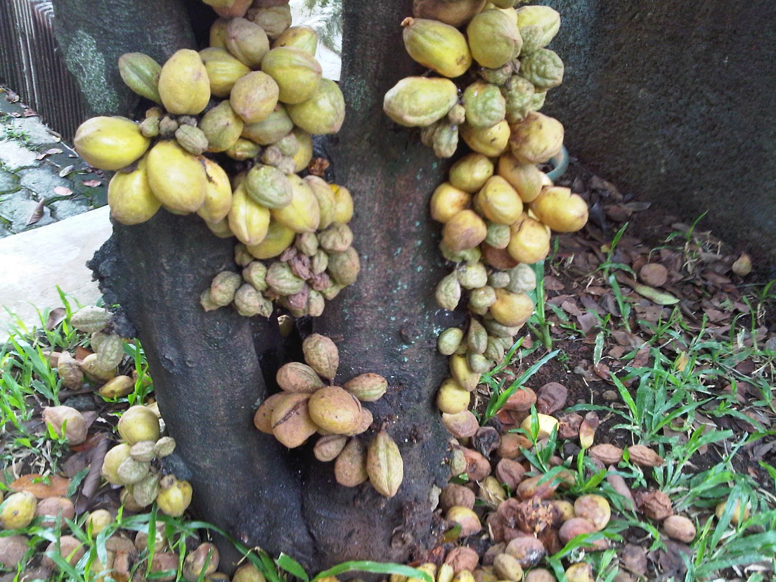 EKOGEO TANAMAN PERTANIAN BUAH  BUAHAN DI INDONESIA BAGIAN 4 