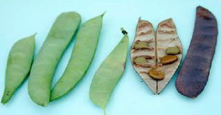 Deskripsi, Manfaat dan khasiat luar biasa Merakan (Caesalpinia pulcherrima (L.) Swartz)