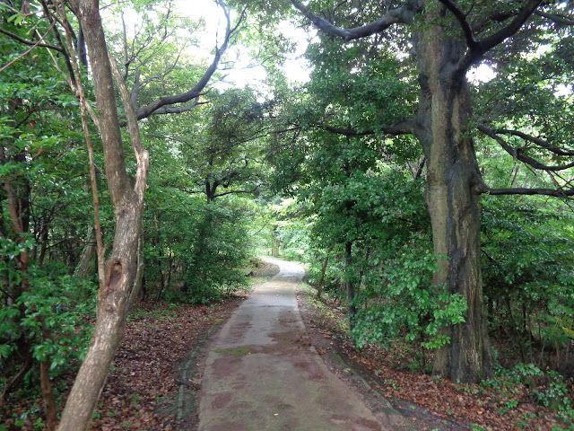 弥生の森　遊歩道