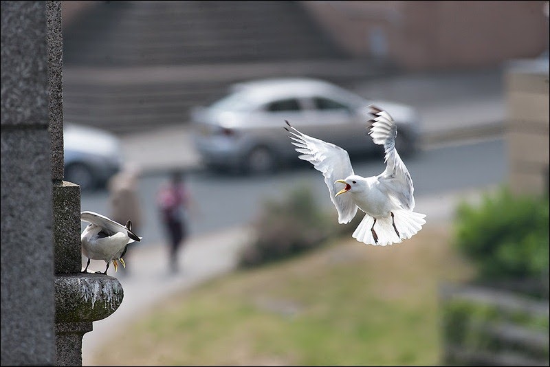 Tyne Bridge Kittiwakes