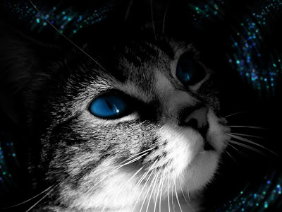 The Beauty Cat for Top Wallpaper