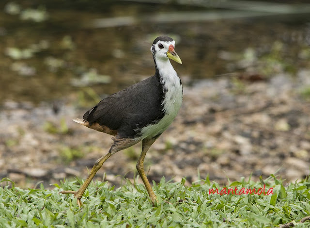 White breasted water hen, Singapore Botanic Gardens