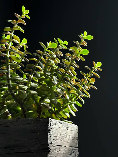 Jade Plant - The Best Feng Shui-Approved Indoor Plants for your Home