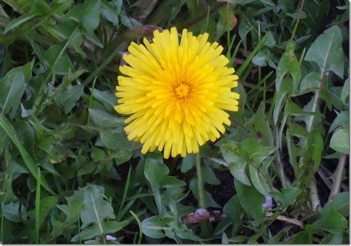 seattle dandelion 030815 00000