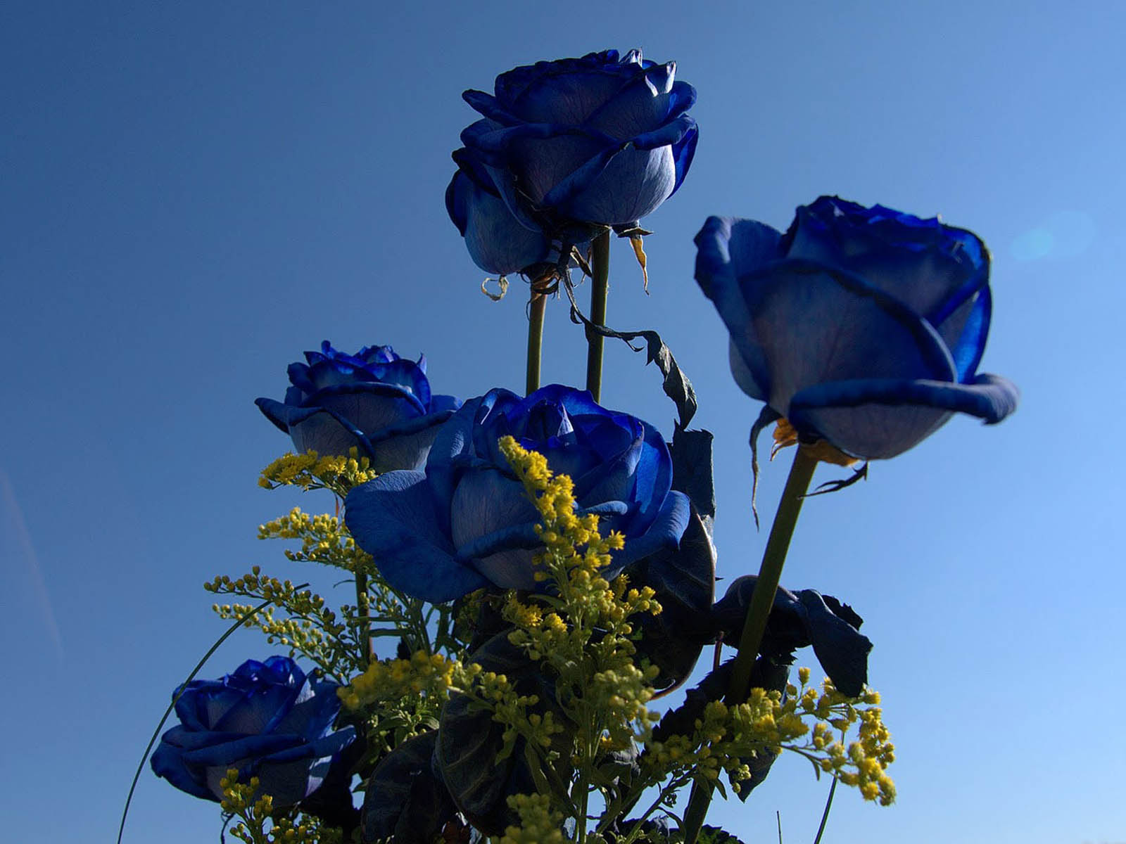 Watching The Blue Rose Flowers. Beautiful Blue Rose Flower Wallpapers ...