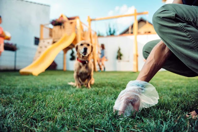 Devorando o Indevorável: O perigo oculto da coprofagia para a saúde do seu animal de estimação. Descubra tudo aqui