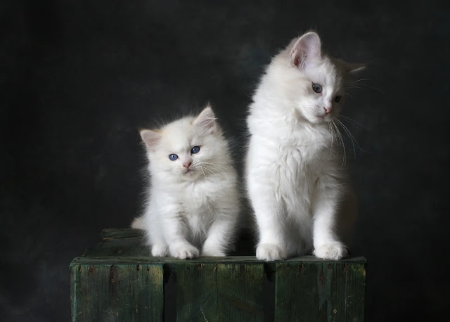 Munchkin Cat