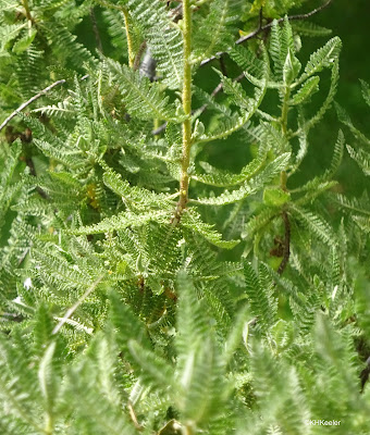 fernbush Chamaebataria millefolium