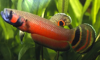 Betta macrostama